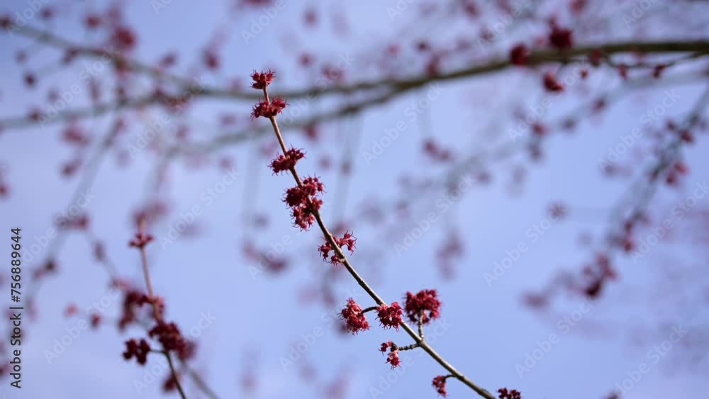 Close up and shallow depth of field of flower buds growing on tree branches against blue sky, springtime in Illinois Close up and shallow depth of field of flower buds growing on tree branches against blue sky, springtime in Illinois