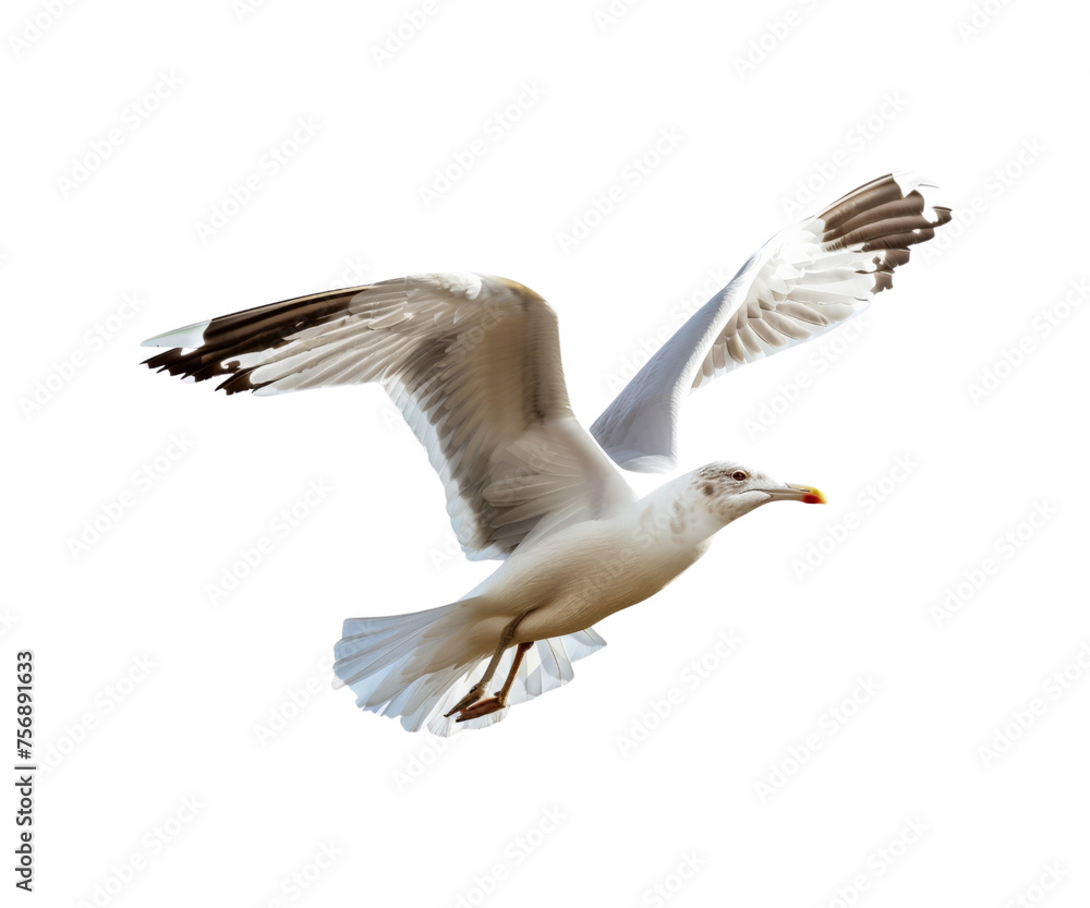 Fototapeta premium _Seagull_flying