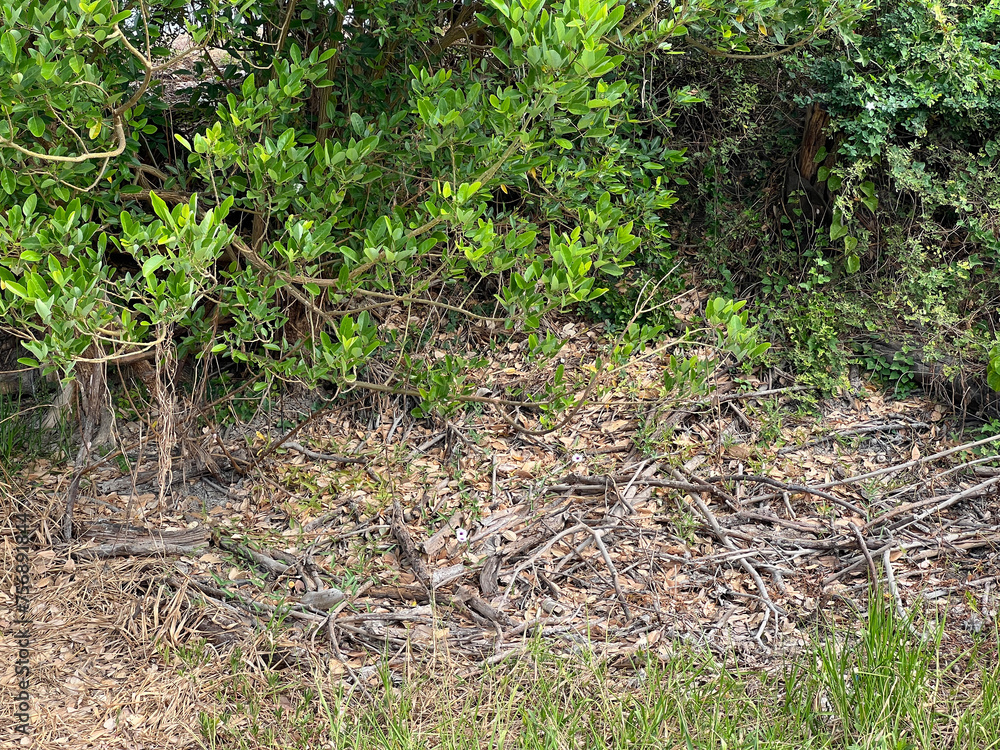 a closeup shot of dry grass in a forest a closeup shot of dry grass in a forest