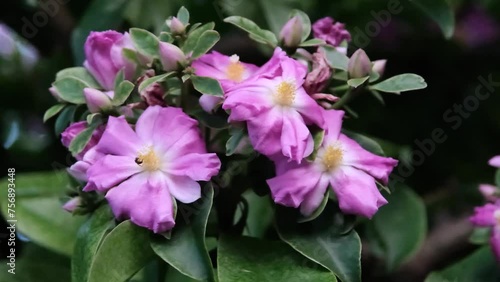 Flowering Oleander - many pink flowers, evergreen shrub, subtropical, landscaping. Buenos Aires, Argentina