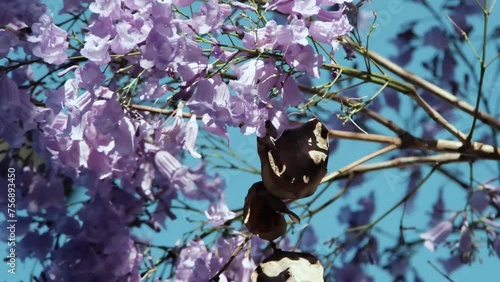 Purple jacarandas bloom on the streets of Buenos Aires. Jacaranda flowers are a symbol of spring in Argentina.