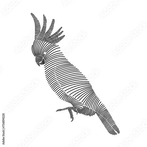 Simple line art illustration of a cockatoo 2