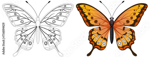 Vector graphic of a butterfly, colored and line art