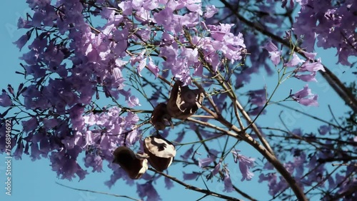 Purple jacarandas bloom on the streets of Buenos Aires. Jacaranda flowers are a symbol of spring in Argentina.
