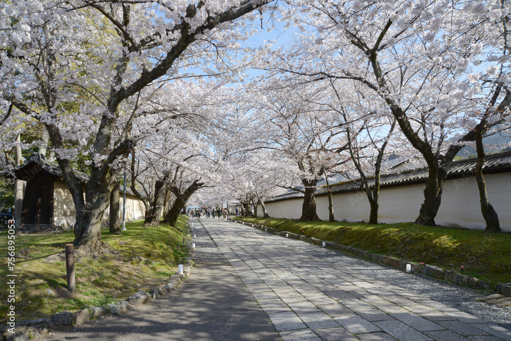 春の醍醐寺　境内の桜　京都市伏見区