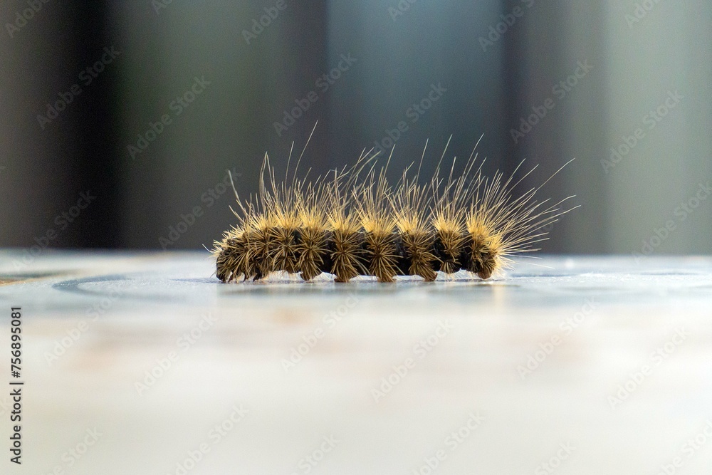 close up of caterpillar