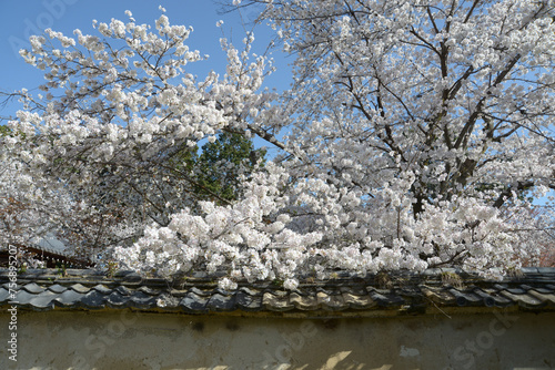 春の醍醐寺　境内の桜　京都市伏見区 photo