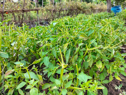 Fresh aromatic culinary herbs. Bunch of basil in garden. Selective focus. 