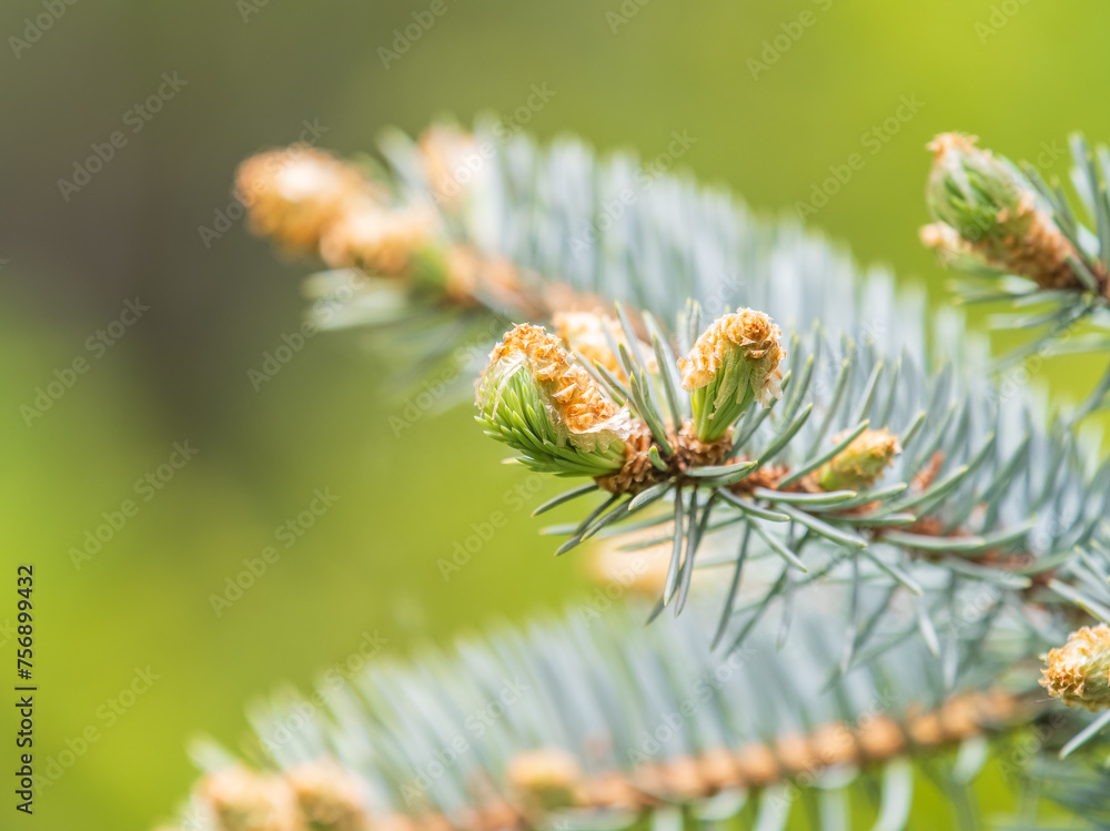 Closeup of fir branches with young buds. Spring nature concept. Fir branches with fresh shoots Closeup of fir branches with young buds. Spring nature concept. Fir branches with fresh shoots