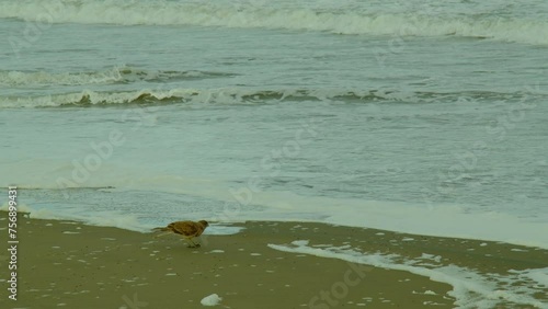 Chimango, bird of prey of the genus Caracaras caracaras of the falcon family