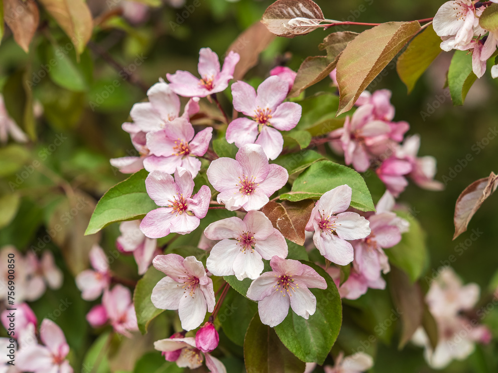 Obraz premium Fresh pink flowers of a blossoming apple tree with blured background