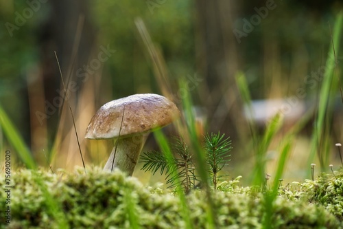 Bolete mushroom growing in the woods