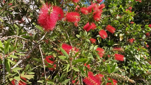 Callistemon, Dyer's Thorn, Red-throated Thorn in the streets of Buenos Aires. Argentina
