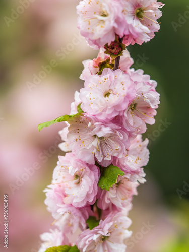 Beautiful Pink Flowers of Prunus triloba, Blossom, pink flowers. Prunus triloba, sometimes called flowering plum or flowering almond, a name shared with Prunus jacquemontii photo