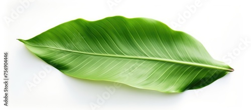 A close up of a green banana leaf  a terrestrial plant and perennial herb  on a white background. It is used as an ingredient in fine herbes and as a leaf vegetable
