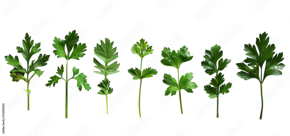 Fresh Green Celery On Transparent Background. Fresh Green Celery On Transparent Background.