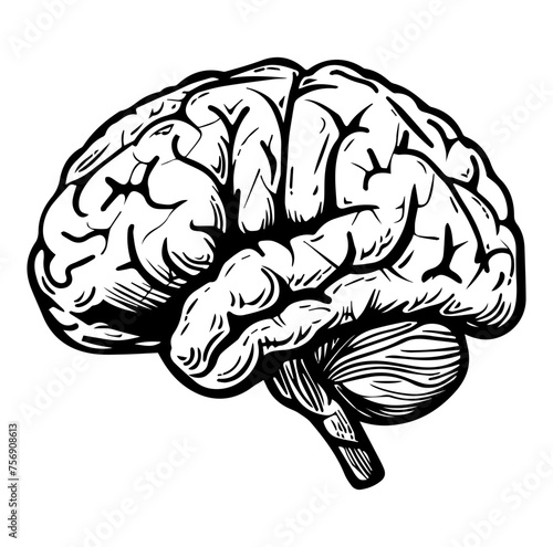 Human brain side view Isolated vector illustration. brain doodle