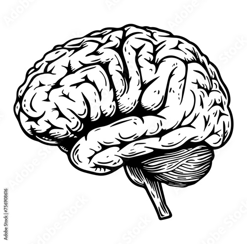 Human brain side view Isolated vector illustration. brain doodle