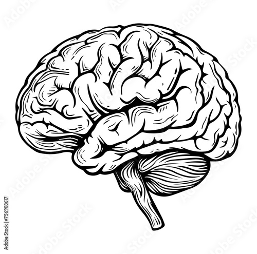 Human brain side view Isolated vector illustration. brain doodle