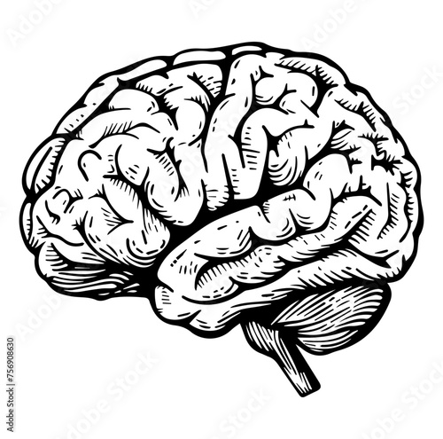 Human brain side view Isolated vector illustration. brain doodle