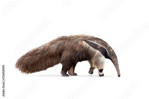 Giant anteater isolated on White Background. clipping path included. Anteater zoo animal walking facing side. Giant Anteater, Myrmecophaga tridactyla. photo