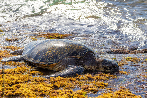 Hawaiian green sea turtle eating algae and basking for body warmth on the shores of Laniakea Beach in Oahu, Hawaii