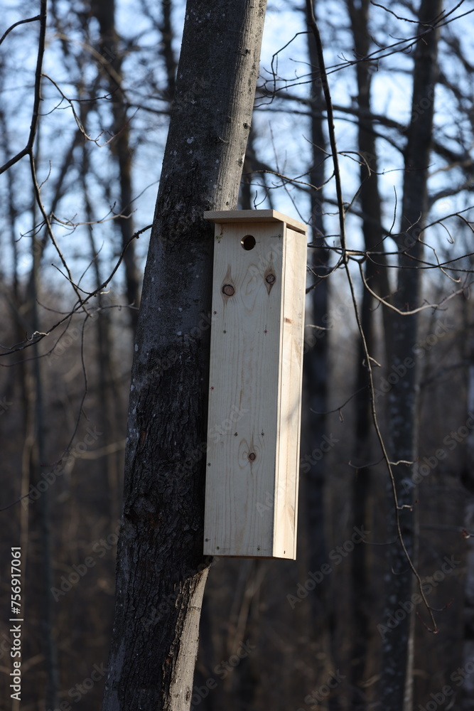 Fototapeta premium Homemade Southern flying squirrel (Glaucomys volans) nesting box mounted on a dead tree during spring. 