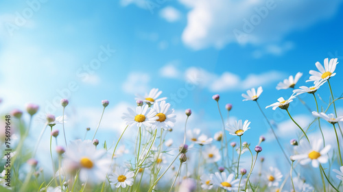 Beautiful field meadow flowers chamomile blue wild.
