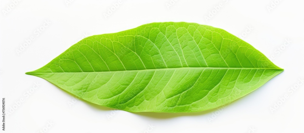 Fototapeta premium Macro photography of a green leaf, showcasing the intricate details of a terrestrial plant. This herbaceous perennial plant is captured in a close up shot against a white background