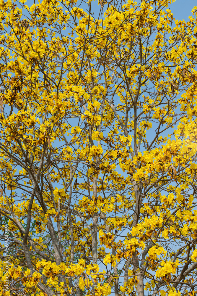 Yellow flowers bloomed all over the tree in spring time on sky background, full frame of  yellow flowers, vertical image