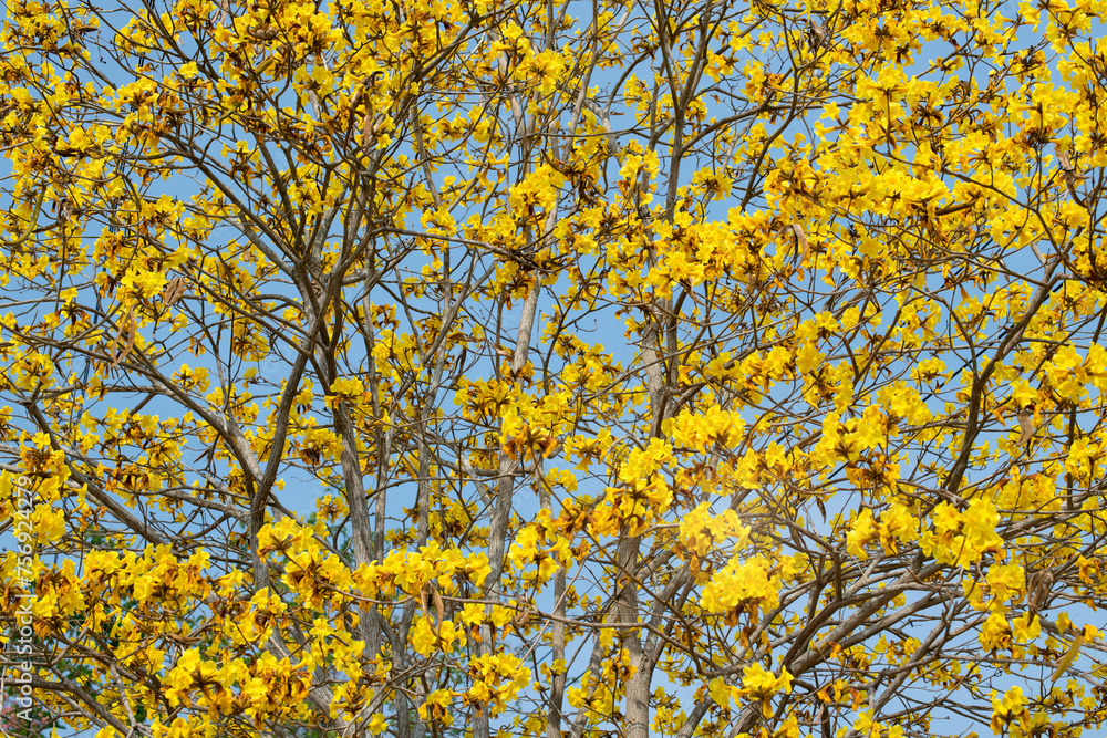 Yellow flowers bloomed all over the tree in spring time on sky background, full frame of yellow flowers Yellow flowers bloomed all over the tree in spring time on sky background, full frame of yellow flowers