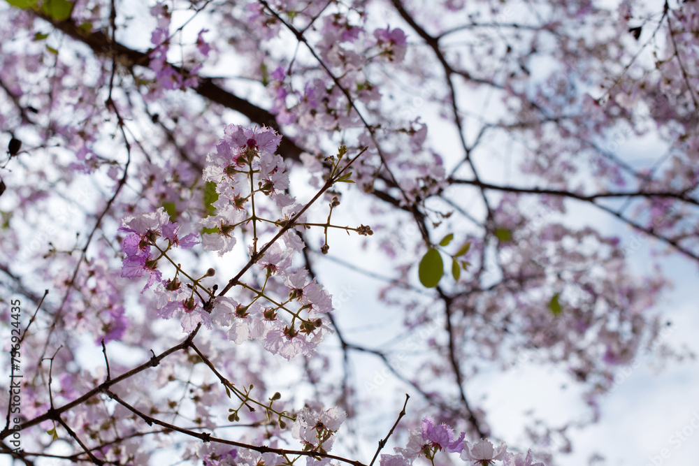 Purple flowers bloomed all over the tree in spring time on sky background, selective focus