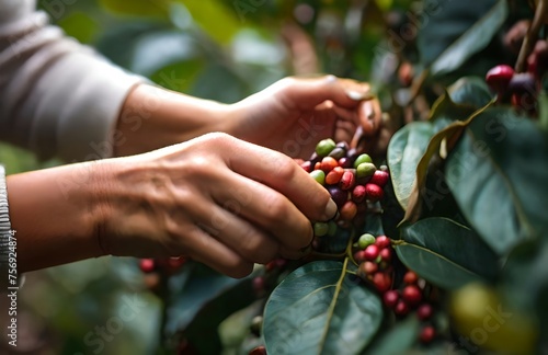 harvest coffee beans