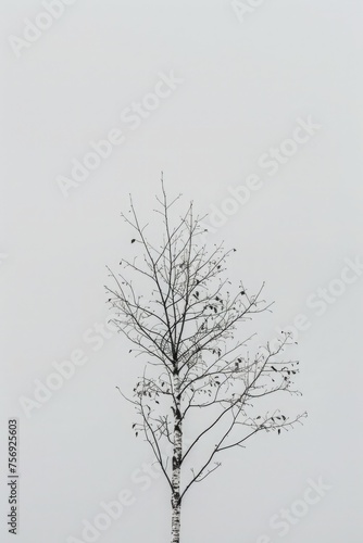 Capture the elegance of a slender birch tree against a clean white background, showcasing its delicate leaves and distinctive white bark. 🌳✨