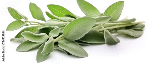 A collection of fresh green sage leaves  a popular herb used as an ingredient in various cuisines  displayed on a white background