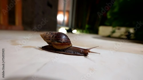 Large brown snail leaves behind mucus secretion as it glides across surface photo