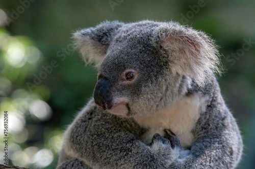 koala in a tree