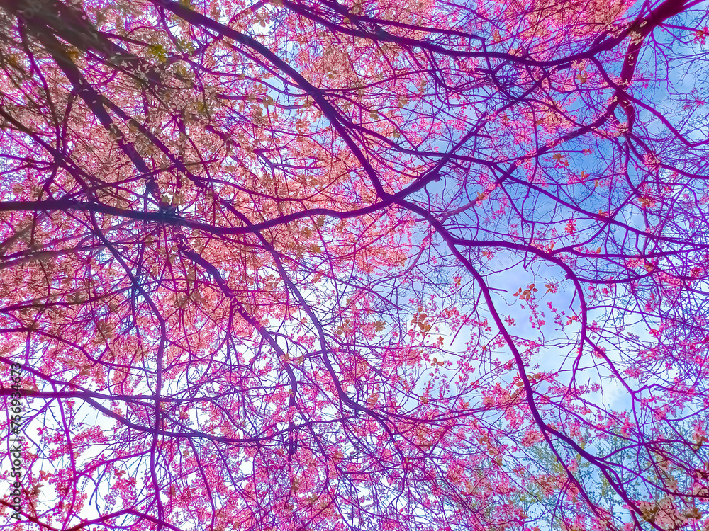 Low angle view of blooming trees, pink tones ,vibrant colorful fantasy, fairytale like edit Low angle view of blooming trees, pink tones ,vibrant colorful fantasy, fairytale like edit