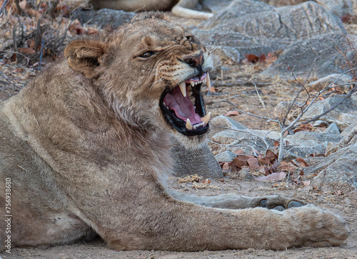 Snarling blood-stained young male lion at Ongava Rserve Namibia photo