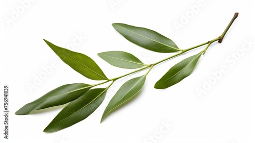 Two fresh olive branches complete with leaves, showcased in isolation against a white background in a close-up shot.