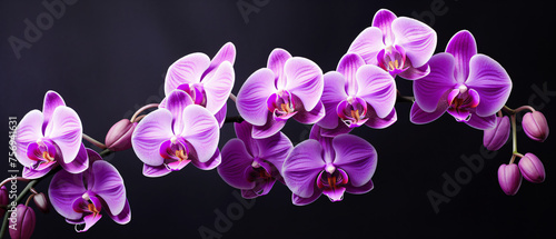 Blooming purple orchid ..