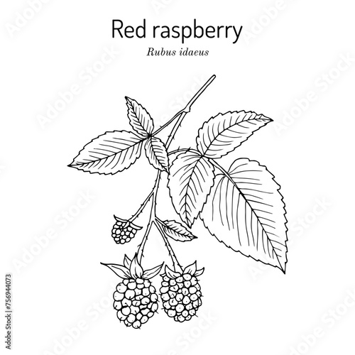 Red Raspberry or Rubus idaeus, edible and medicinal plant