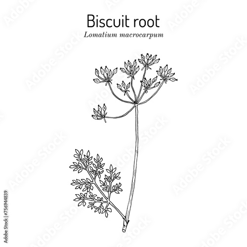 Bigseed lomatium, or biscuit root (Lomatium macrocarpum), edible and medicinal plant