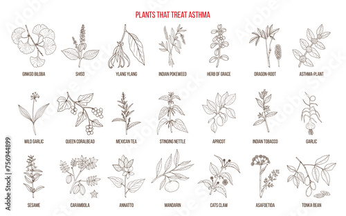 Best plants for asthma treatment. photo