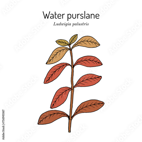Water purslane, or marsh seedbox (Ludwigia palustris), aquatic medicinal plant