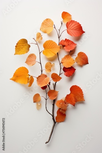 collection beautiful colorful autumn leaves isolated on white background photo