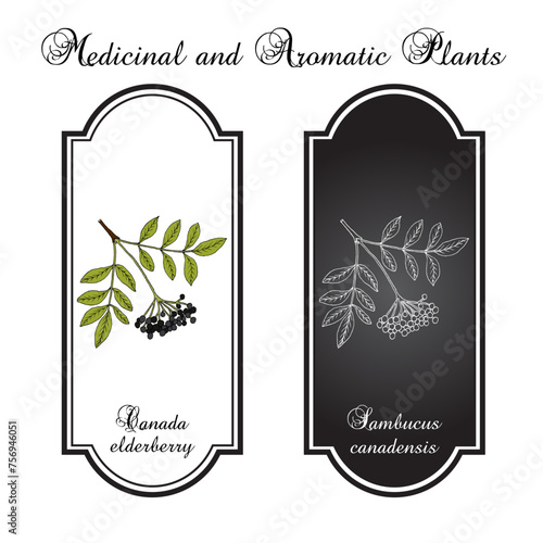 Canada elderberry (Sambucus canadensis), edible and medicinal plant