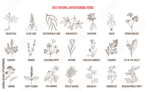 Best natural antispasmodic herbs. Medicinal plants collection. Hand drawn botanical vector illustration