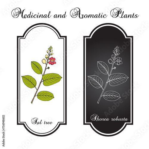 Sal tree (Shorea robusta), ornamental and medicinal plant. Hand drawn vector illustration