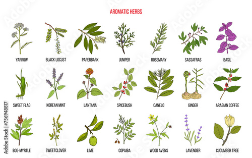 Best natural aromatic herbs
